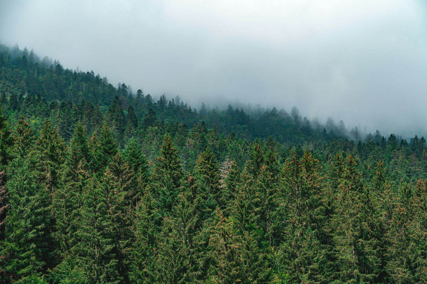 Peste 2.500 de hectare de fond forestier au fost readuse în proprietatea publică a statului